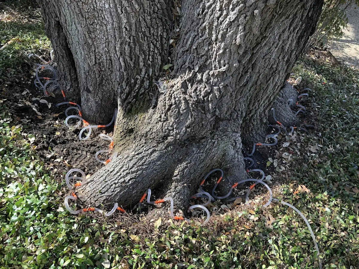 Detailed Tree Cabling and Bracing job site in Owen