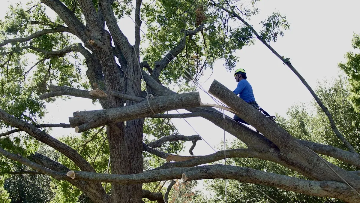 Professional Crown Thinning performed by certified arborists in Owen