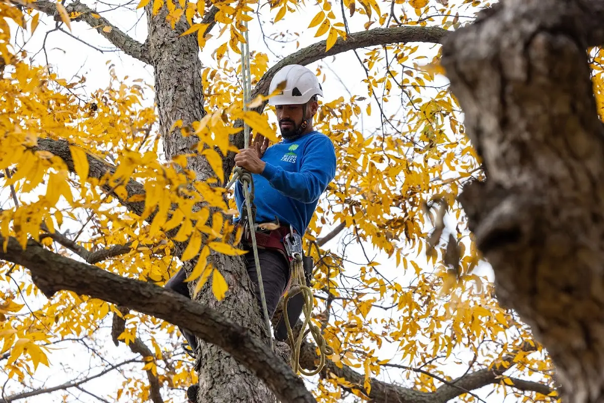 Skilled Tree Trimming crew working in Owen